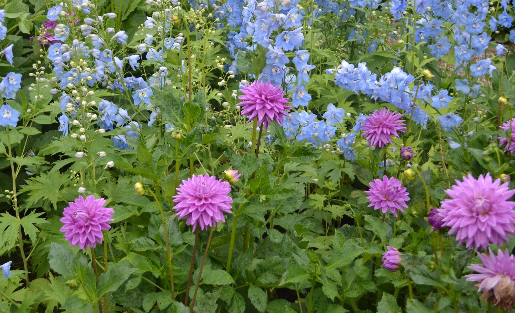 purple dahlia flowers in a garden